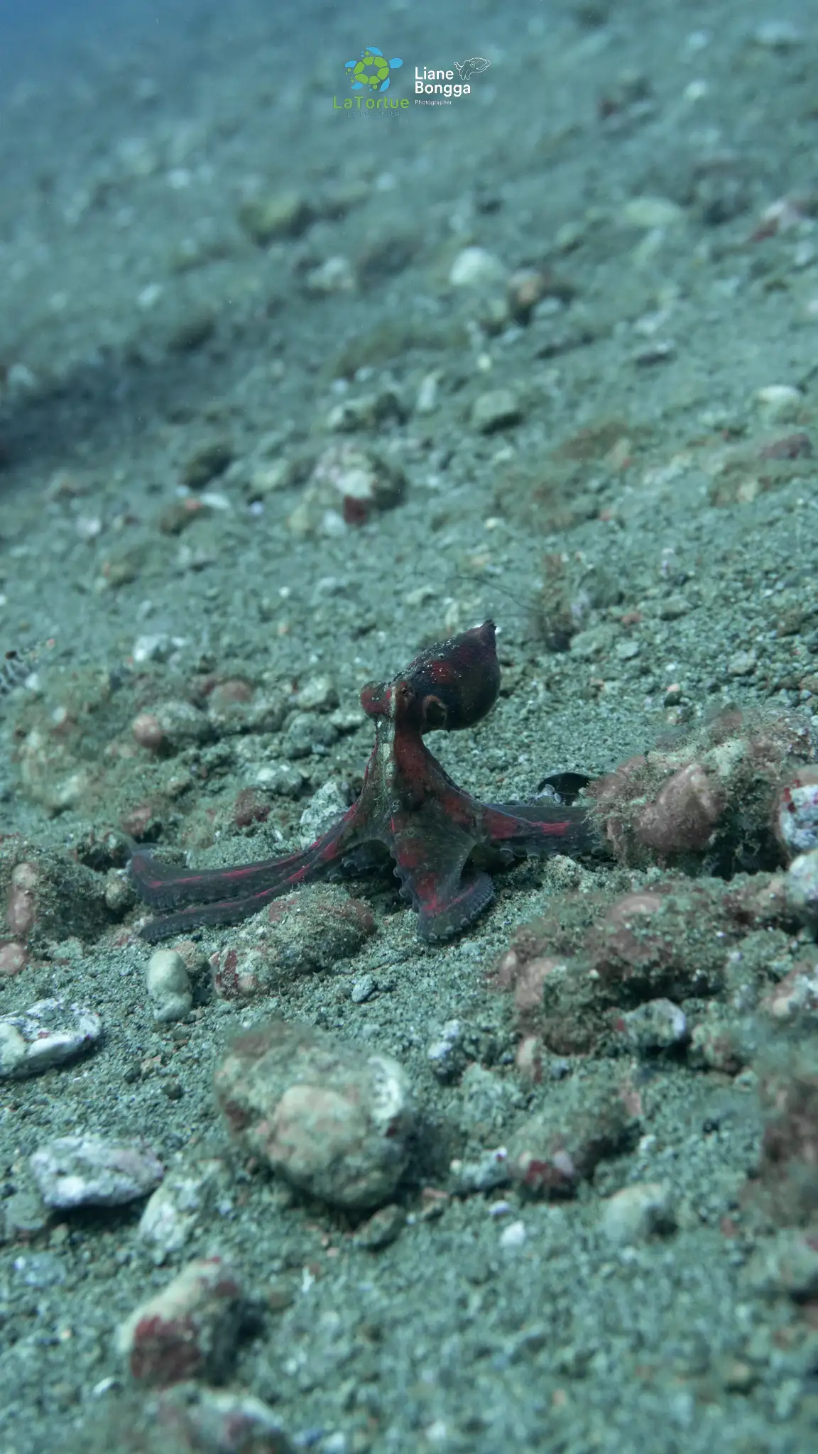 Undefined octopus - Bonnet corner - 16m